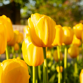 Langstielige Tulpe gelb (x5) - Tulipa - Willemse