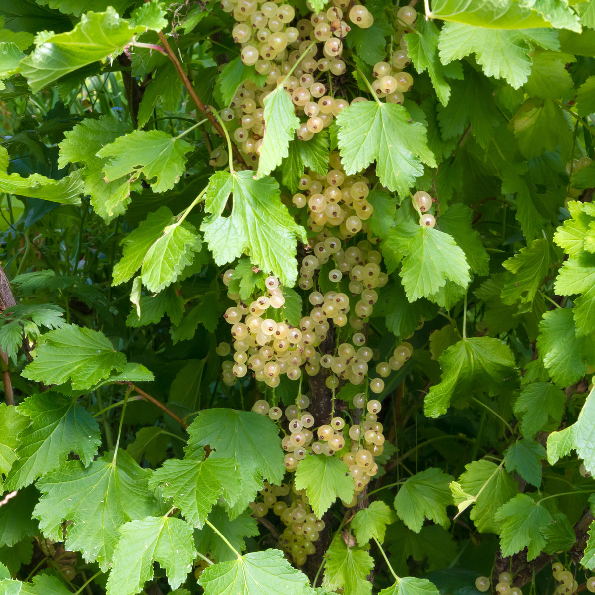 Weiße Johannisbeere White Pearl - Willemse