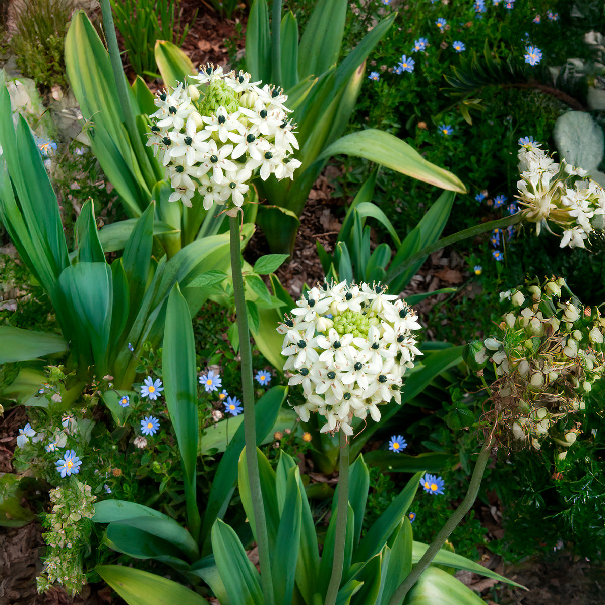 Großer Milchstern (x3) - Ornithogalum saundersiae - Willemse