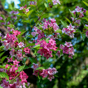 Weigelie ‘Pink Princess’ - Willemse