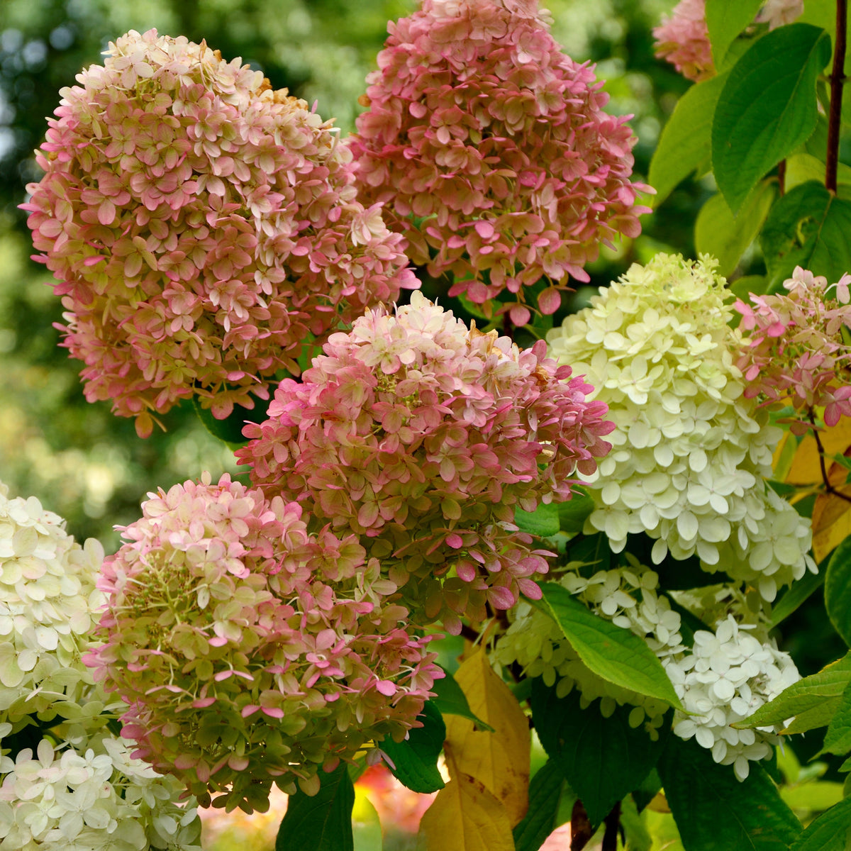 Rispenhortensie Romantic Ace® 'Renvagor' - Willemse