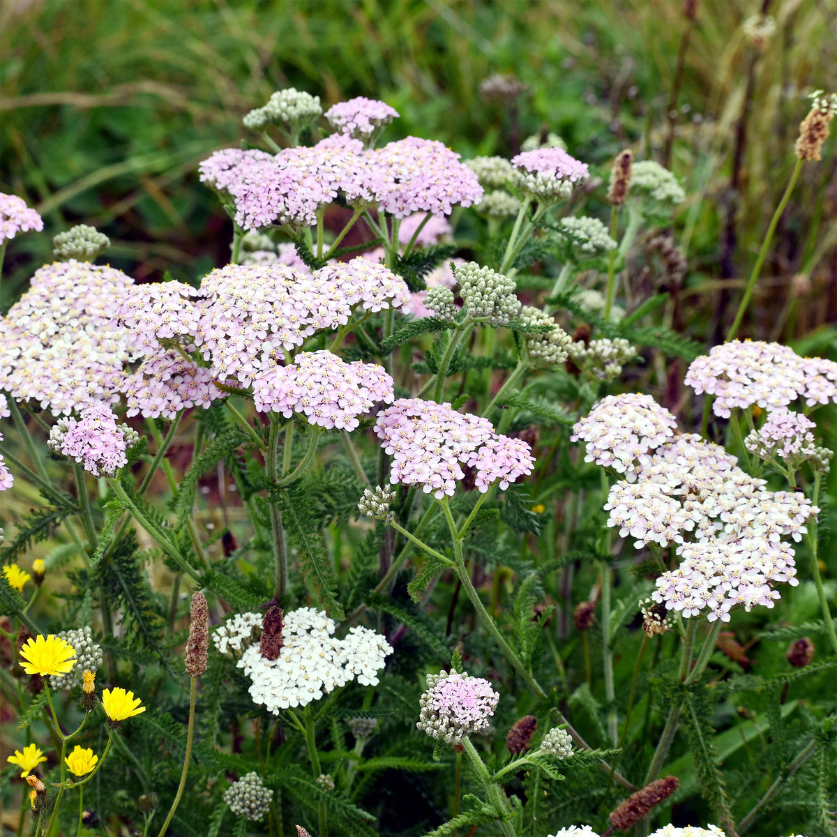Schafgarbe Lilac Beauty - Willemse