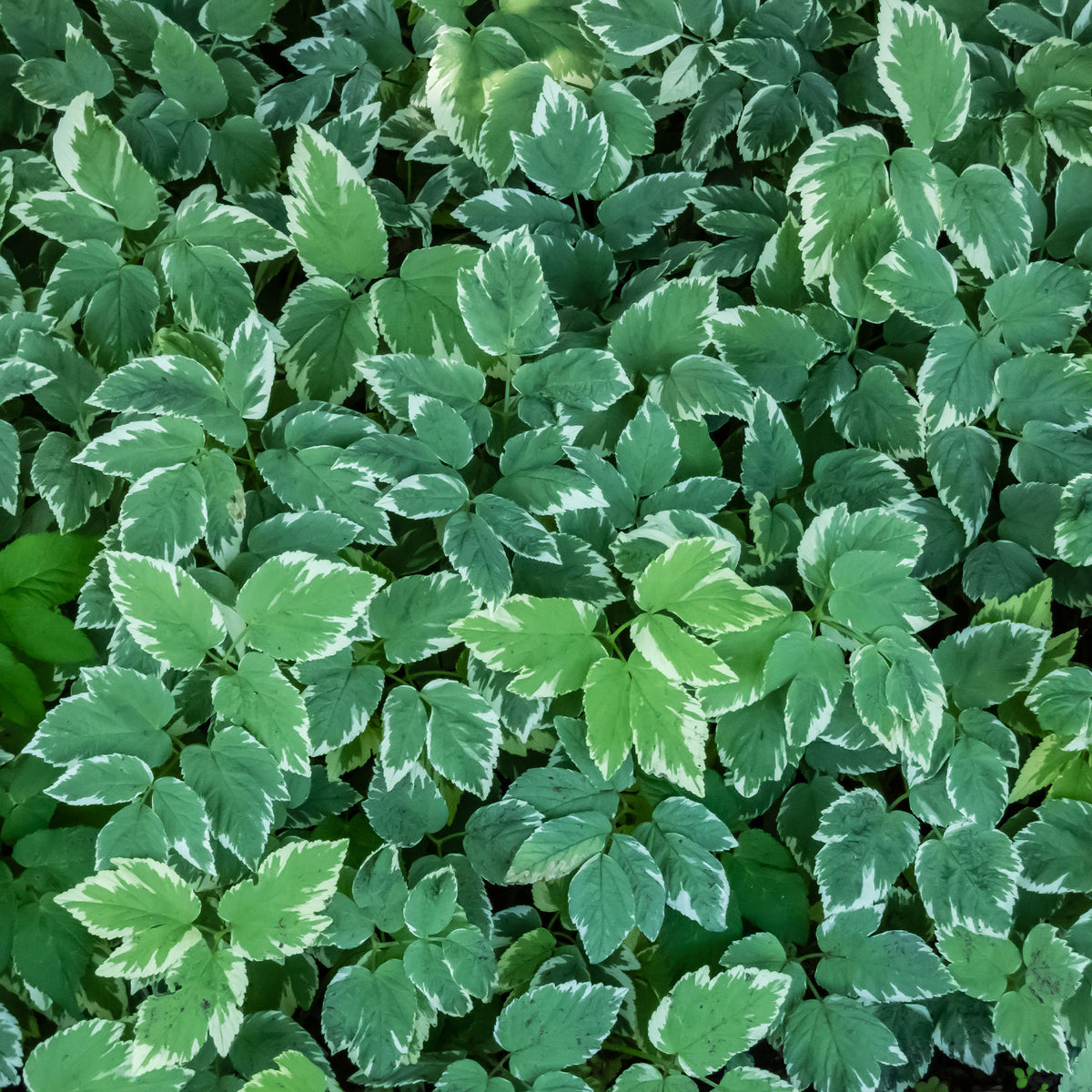 Buntblättriger Giersch - Aegopodium podograria variegatum - Willemse
