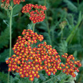 Schafgarbe Safran - Willemse