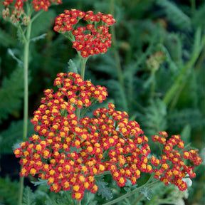 Schafgarbe Safran - Willemse