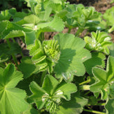Alchemilla epipsila - Alchemilla epipsila - Willemse