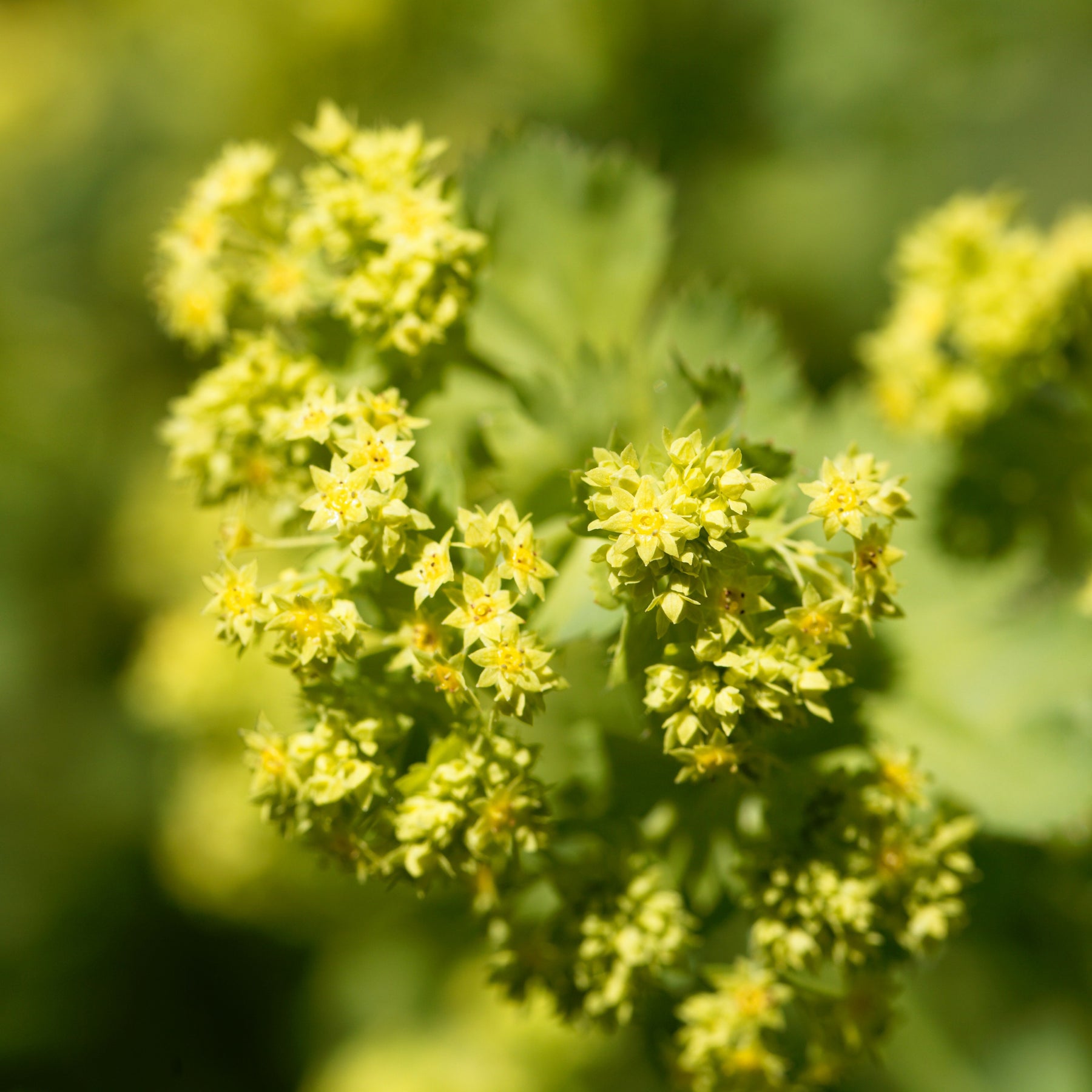 Alchemilla epipsila - Willemse