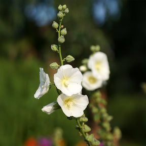 Stockrose Polarstar - Willemse