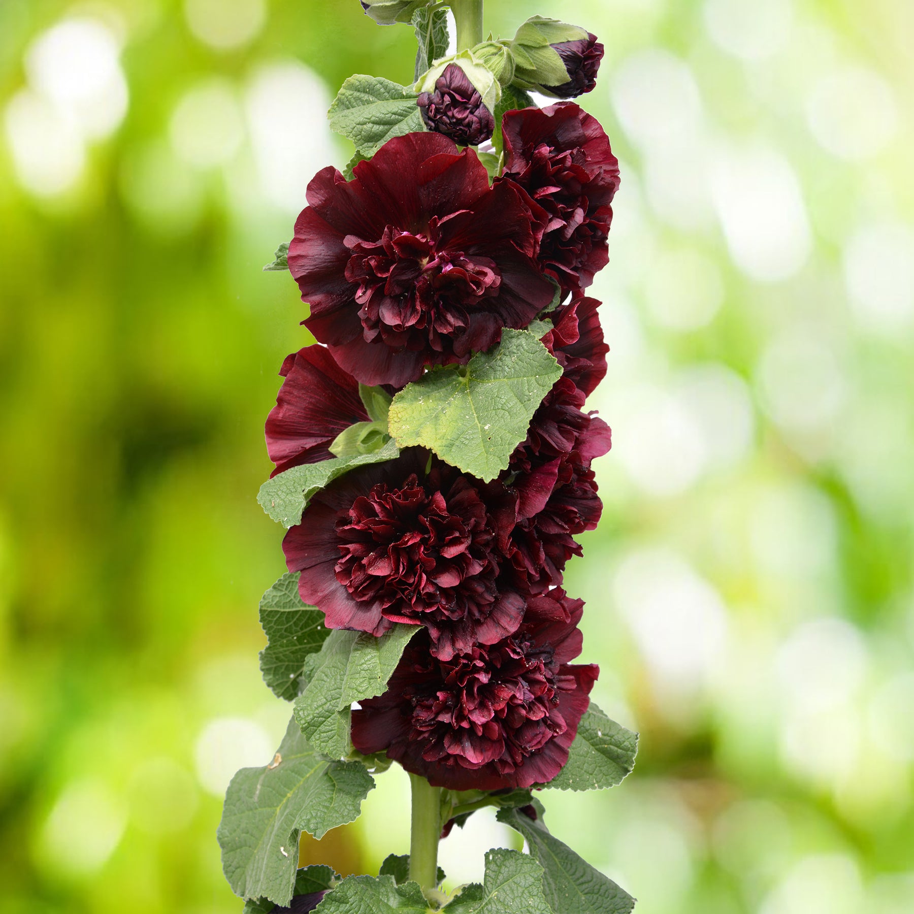 Doppelte Stockrose Chaters Purple - Willemse