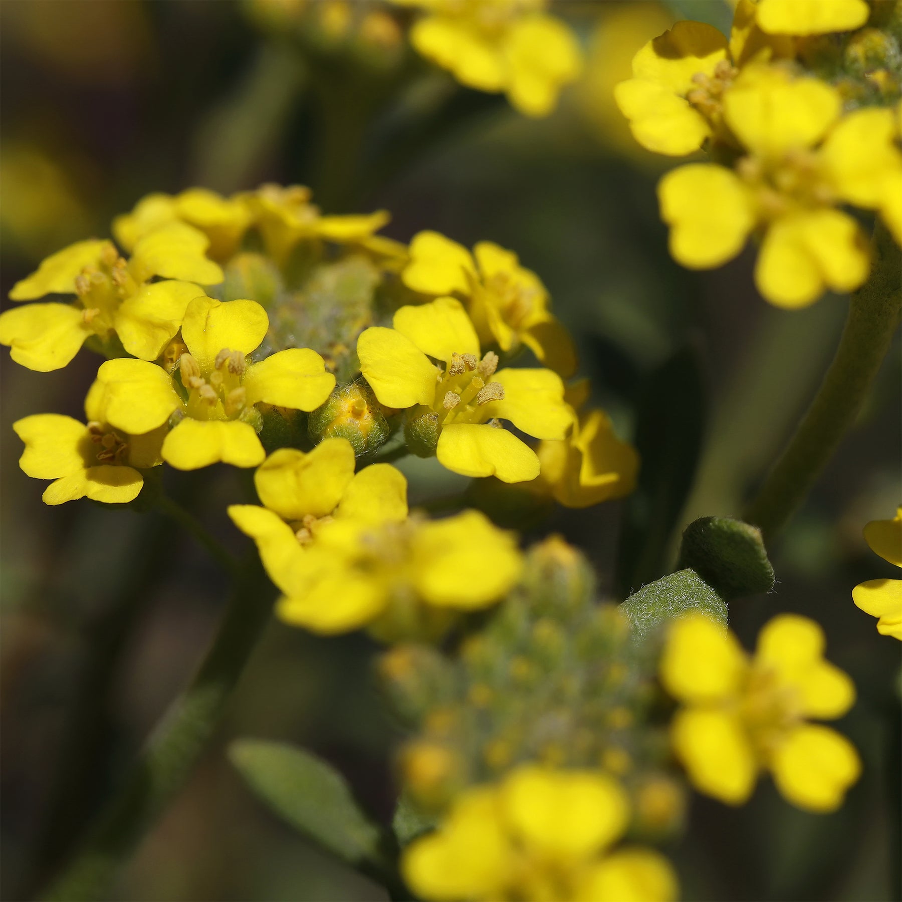 Steinkraut ‘Berggold’ - Willemse