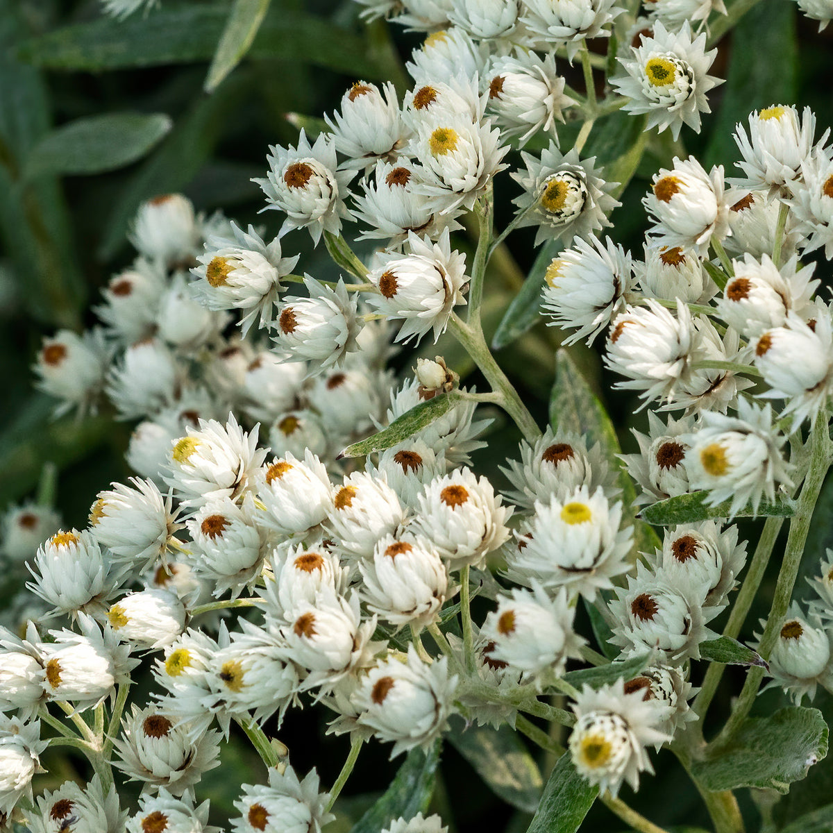 Perlkörbchen 'Sommerschnee' - Anaphalis triplinervis Sommerschnee - Willemse