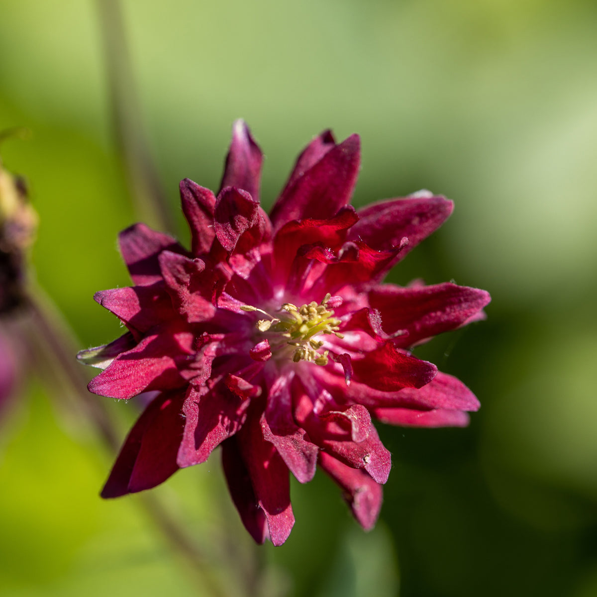 Akelei Ruby Port - Aquilegia vulgaris ruby port - Willemse