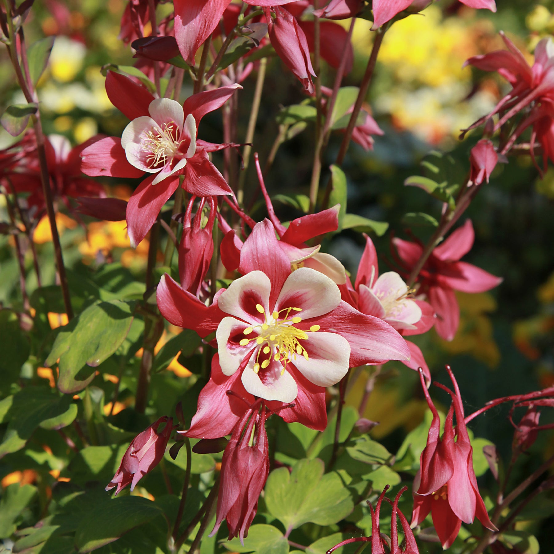 Akelei  'Crimson Star' - Willemse