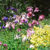 Akelei ‘Heidi’ - Aquilegia vulgaris heidi - Willemse