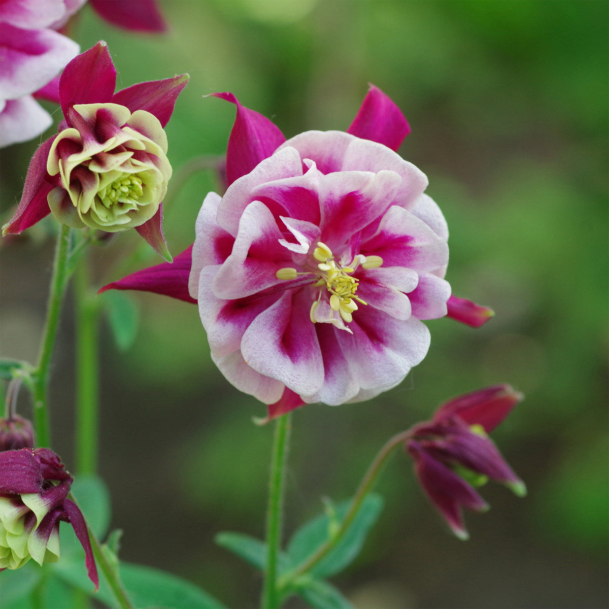 Gefüllt blühende Akelei Winky Red White - Aquilegia winky double red-white  ( winky series ) - Willemse