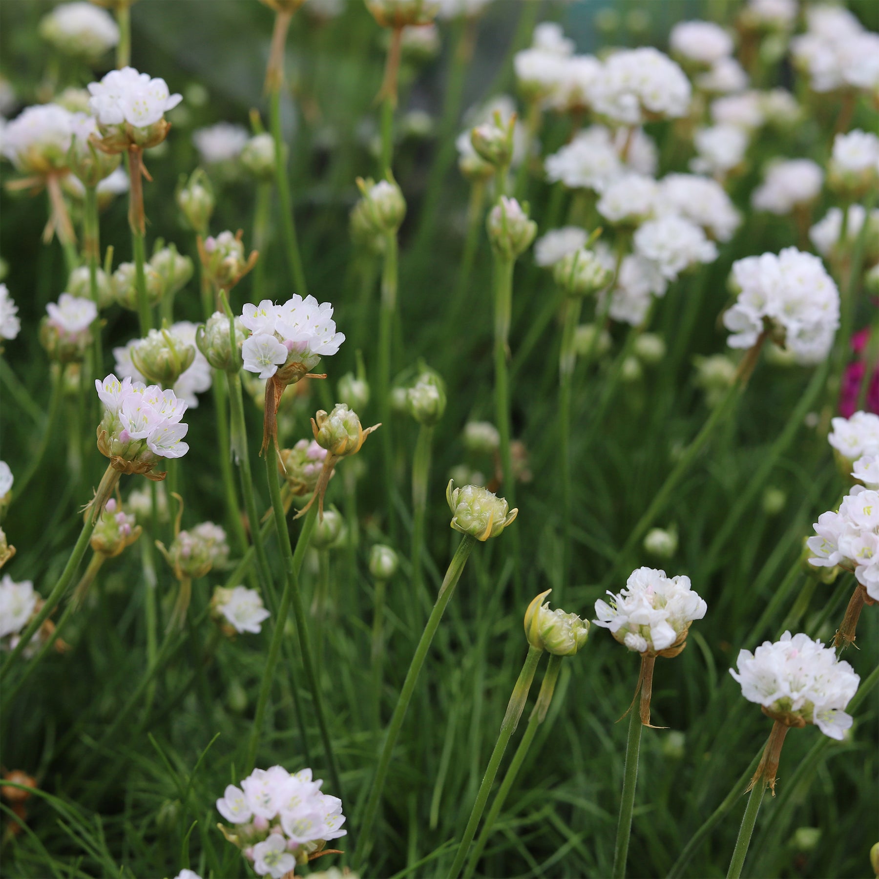 Grasnelke 'Alba' - Willemse