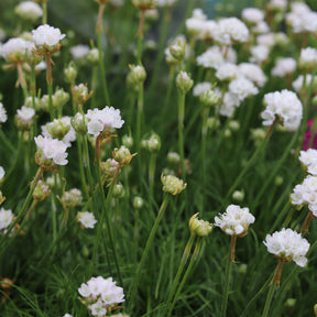 Grasnelke 'Alba' - Willemse