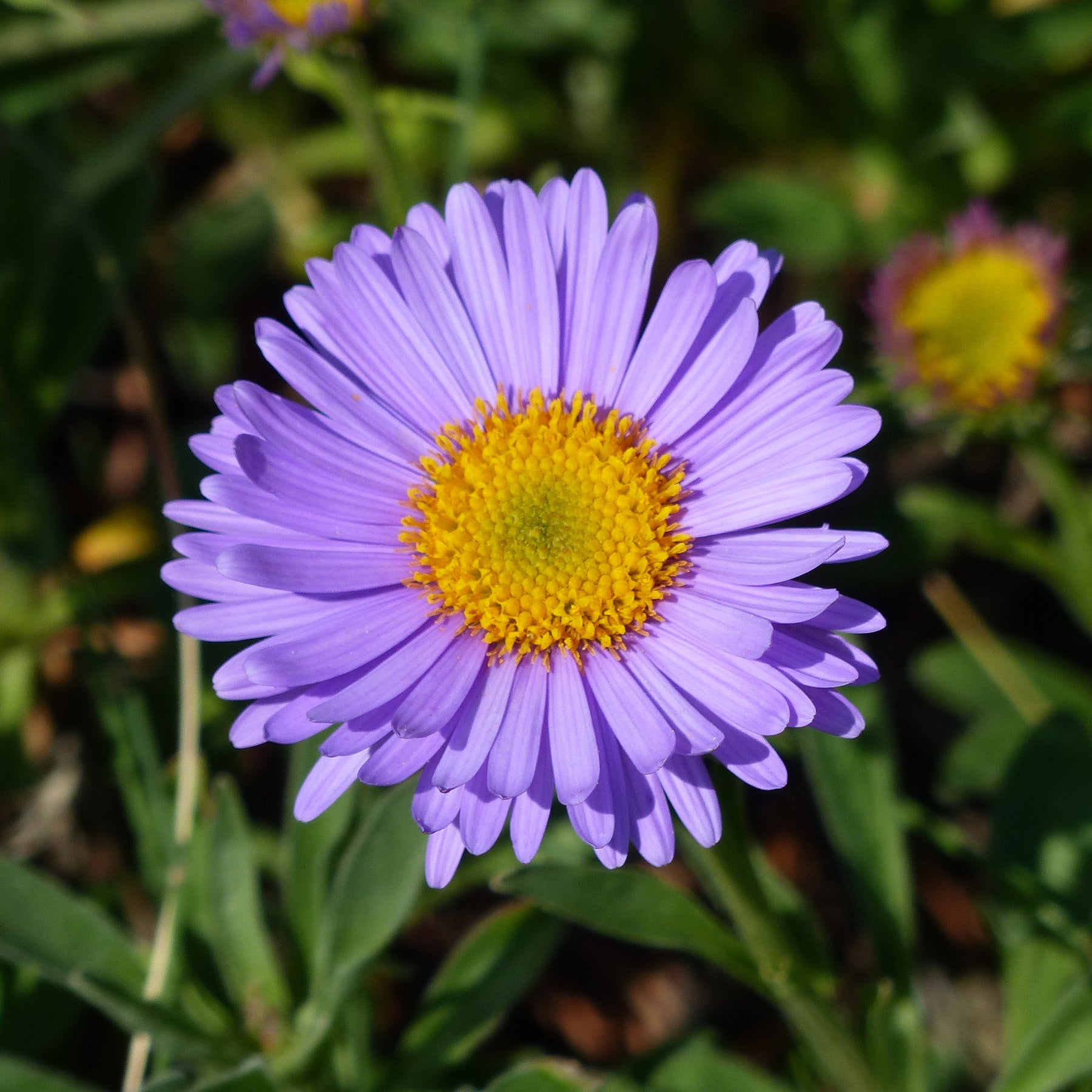 Alpen-Aster 'Dunkle Schöne'
