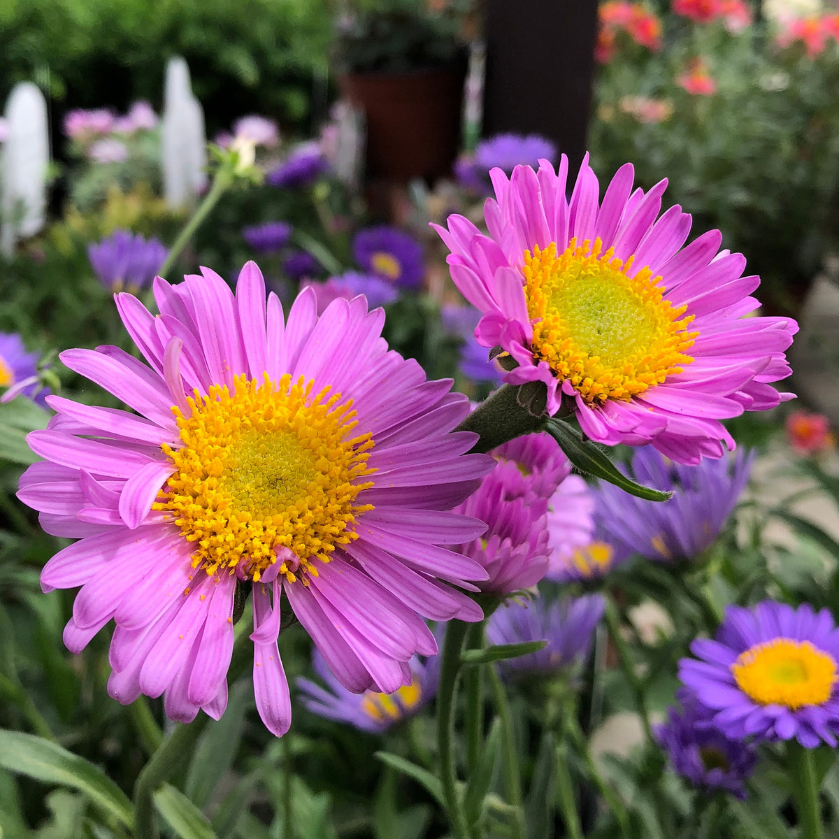 Alpen-Aster ‘Happy End’ - Willemse