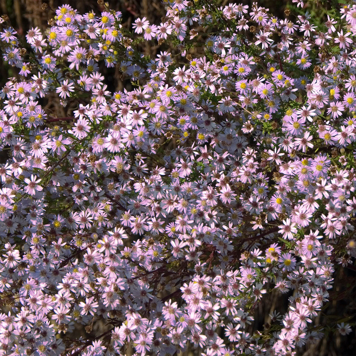 Myrten Aster 'Pink Star' - Willemse