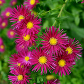Herbst-Aster ‘Crimson Brocade’ - Willemse