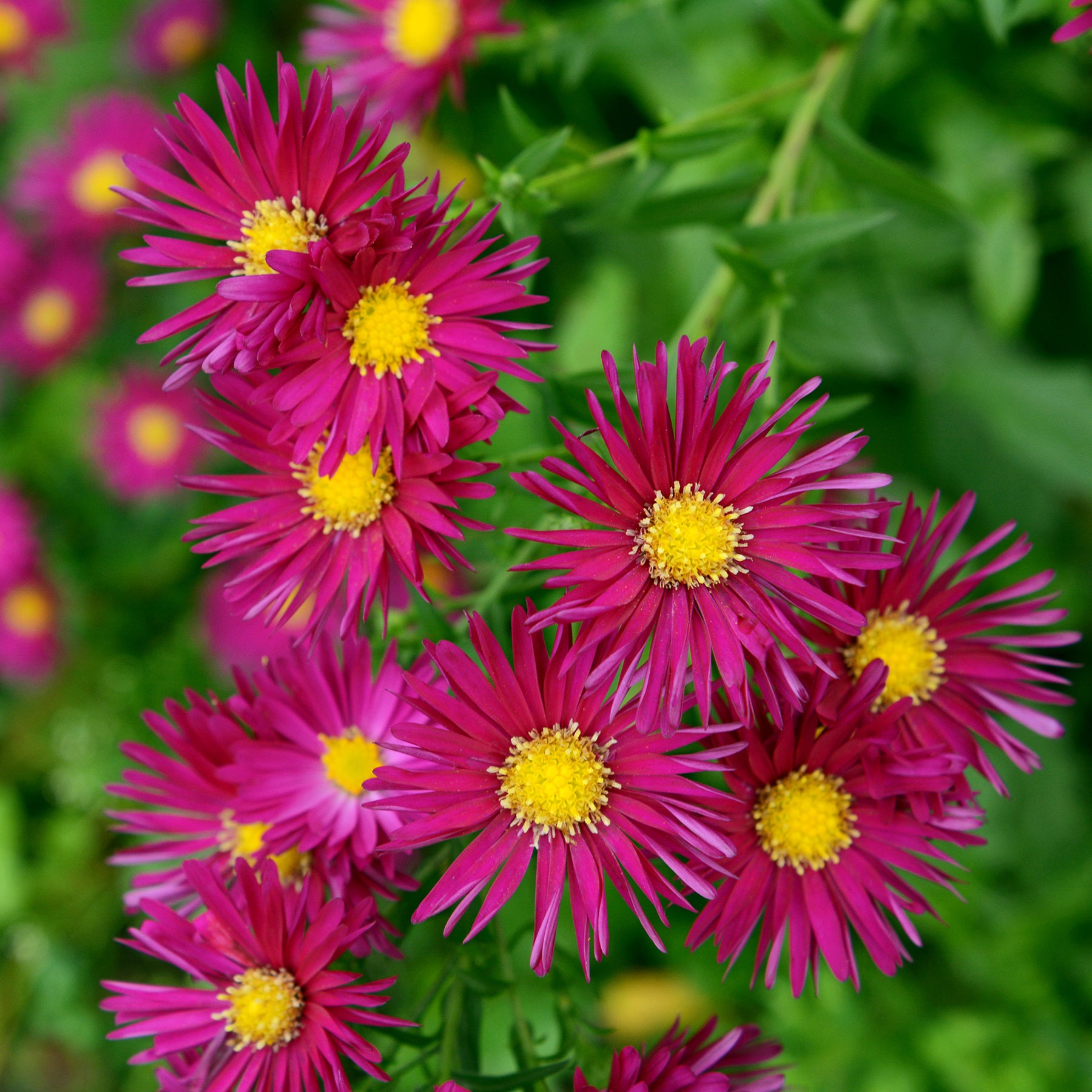 Herbst-Aster ‘Crimson Brocade’ - Willemse