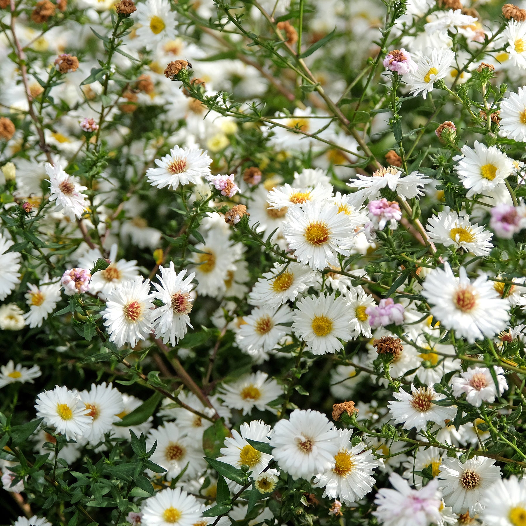 Herbst-Aster ‘White Lady’ - Aster novi-belgii white ladies - Willemse