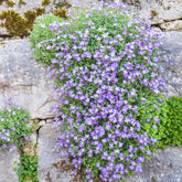Blaukissen 'Cascade Blue' - Aubrieta Cascade Blue - Willemse