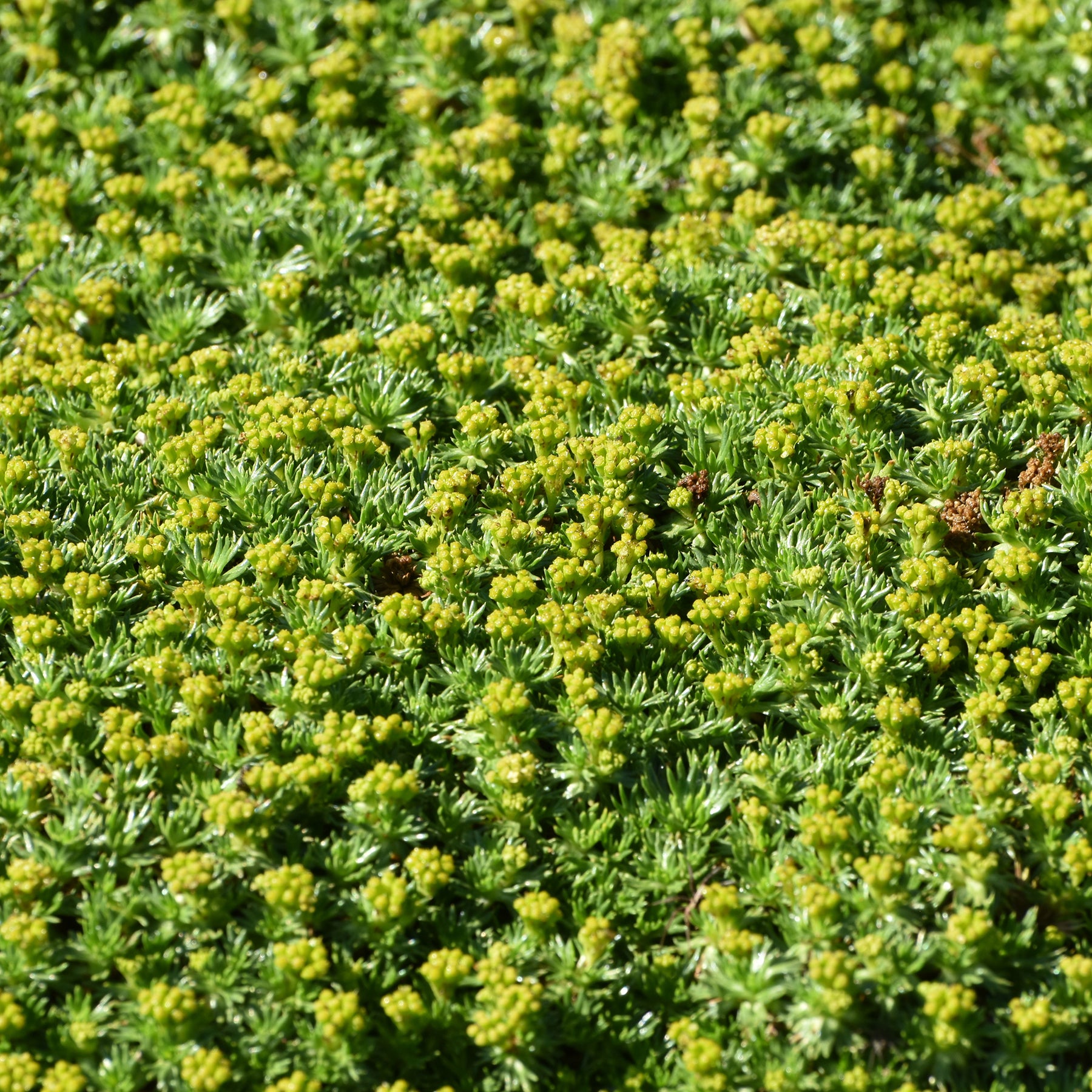 Verkauf Andenpolster - Azorella trifurcata