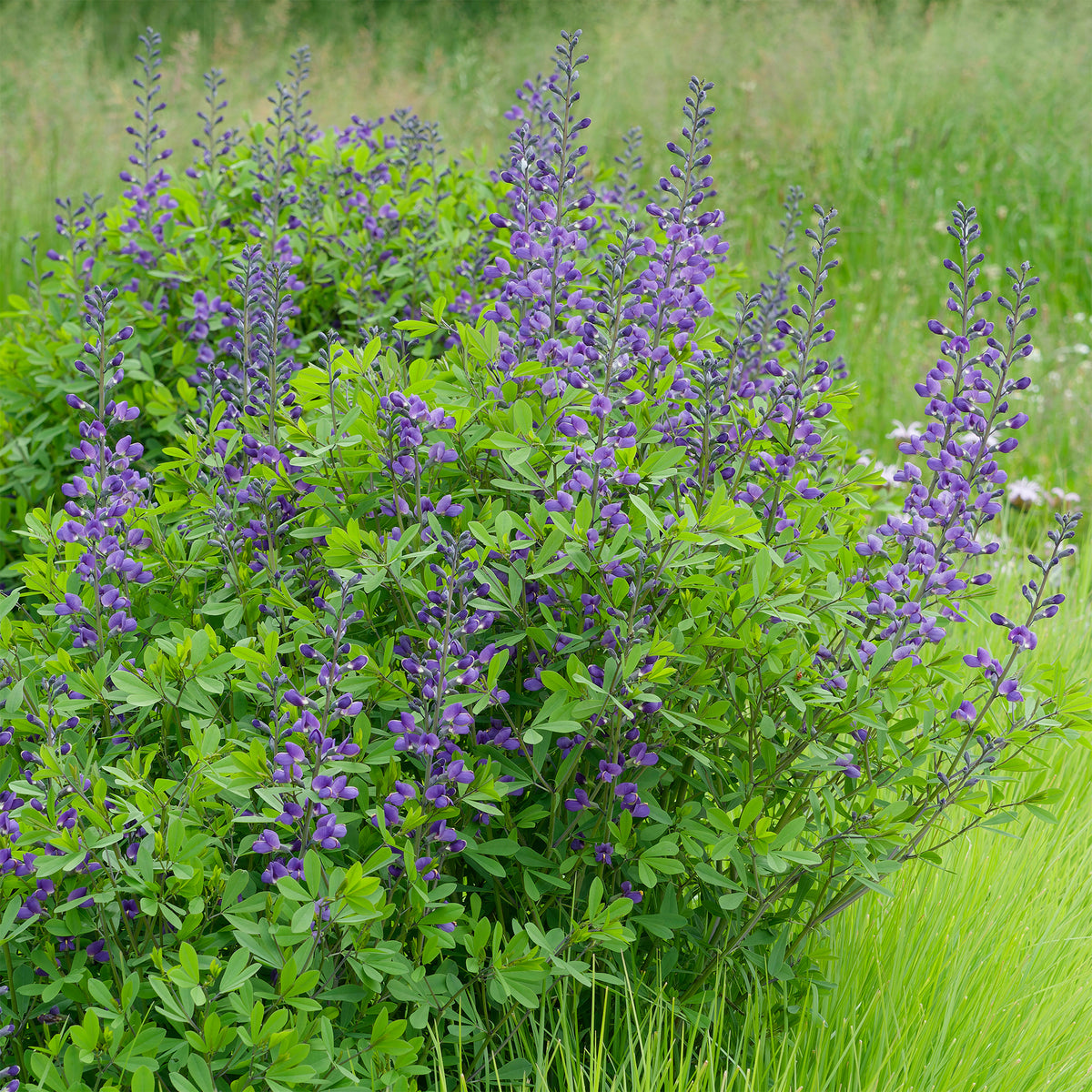 Falscher Indigo - Baptisia australis - Willemse