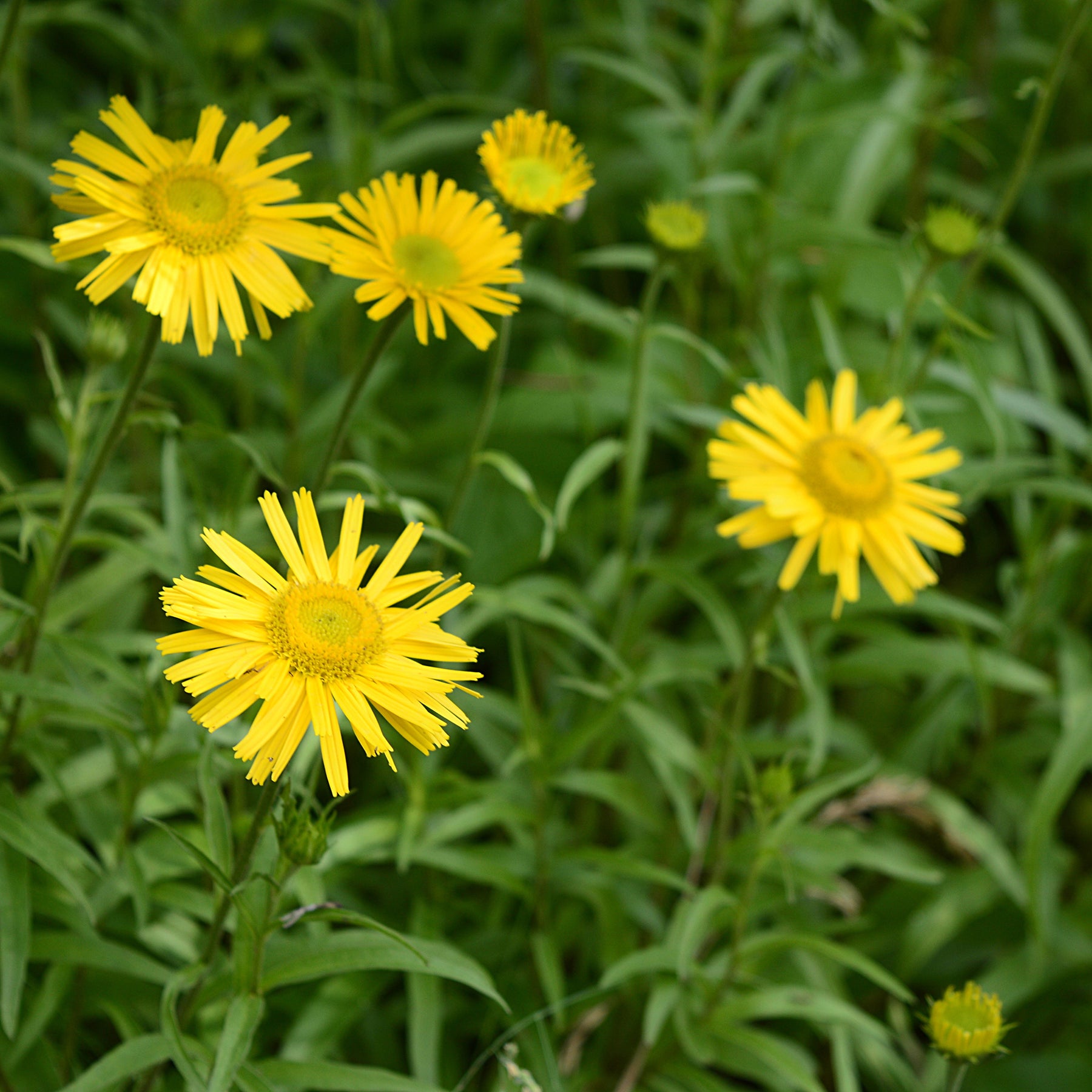 Stauden - Goldmargerite - Buphthalmum salicifolium