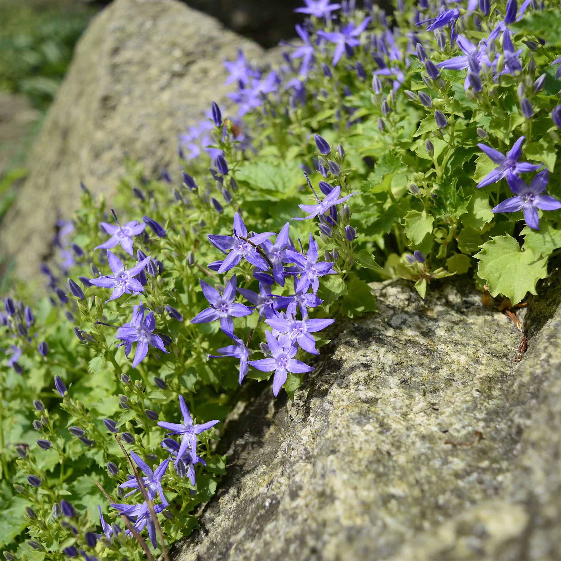 Glockenblume - Willemse
