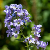 Milchige Glockenblume Prichards Variety - Campanula lactiflora Prichard's Variety - Willemse
