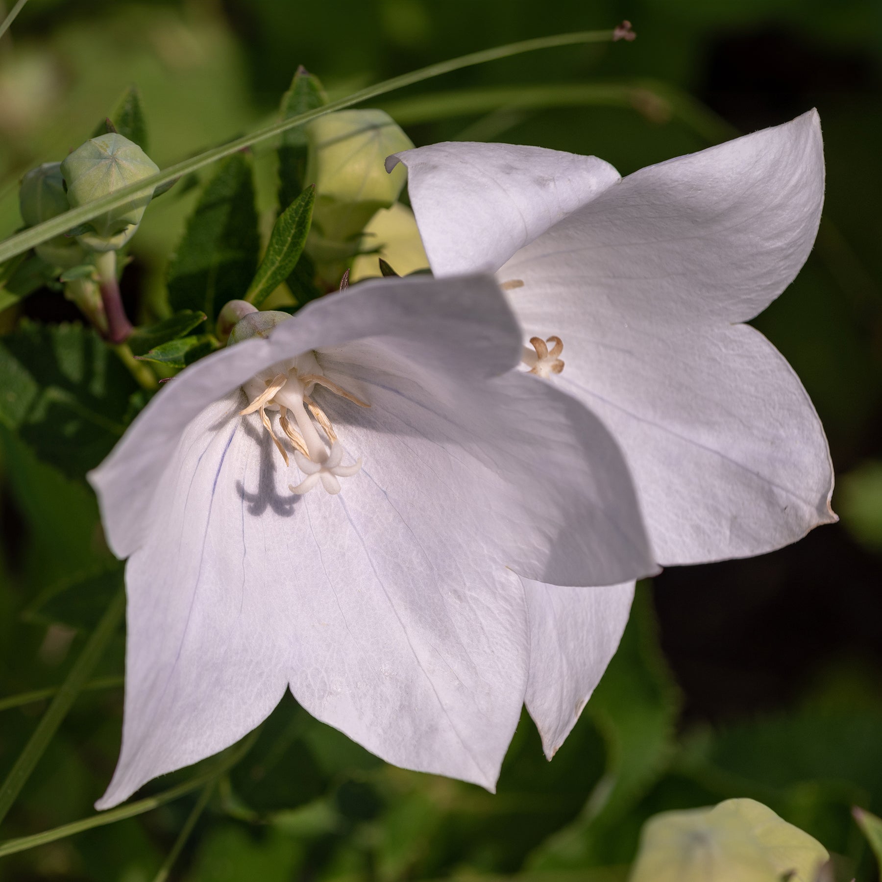 Pfirsichblättrige Glockenblume Alba - Campanula persicifolia Alba - Willemse