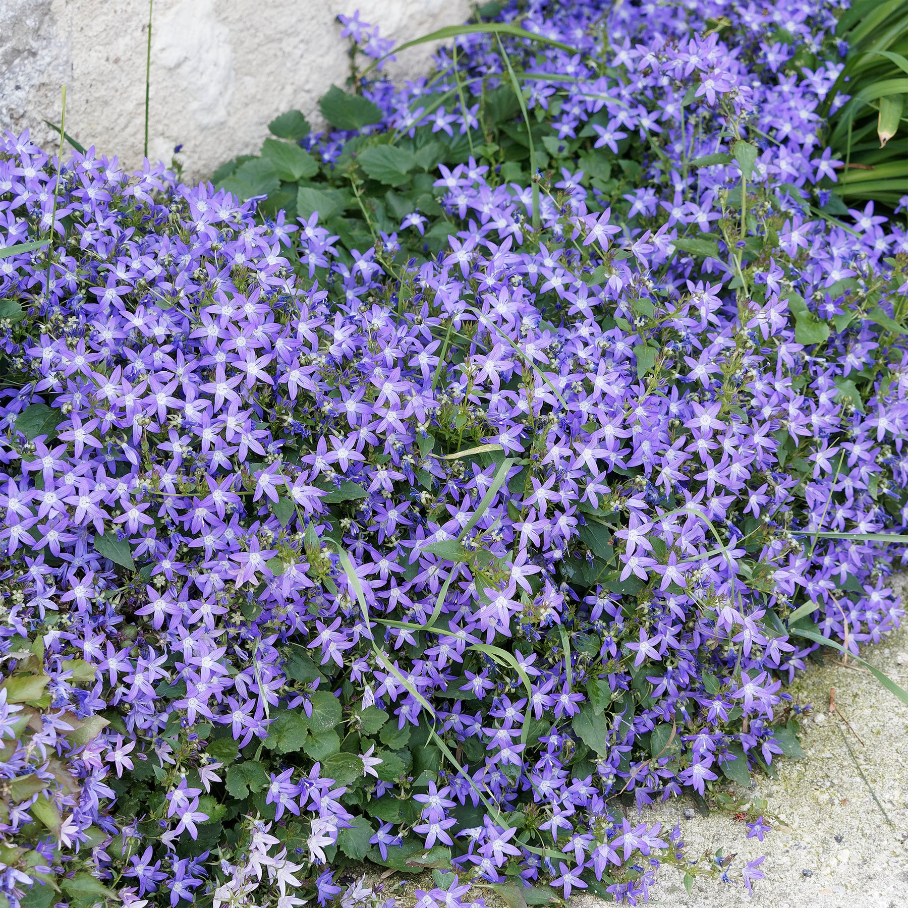 Hängepolster-Glockenblume - Willemse
