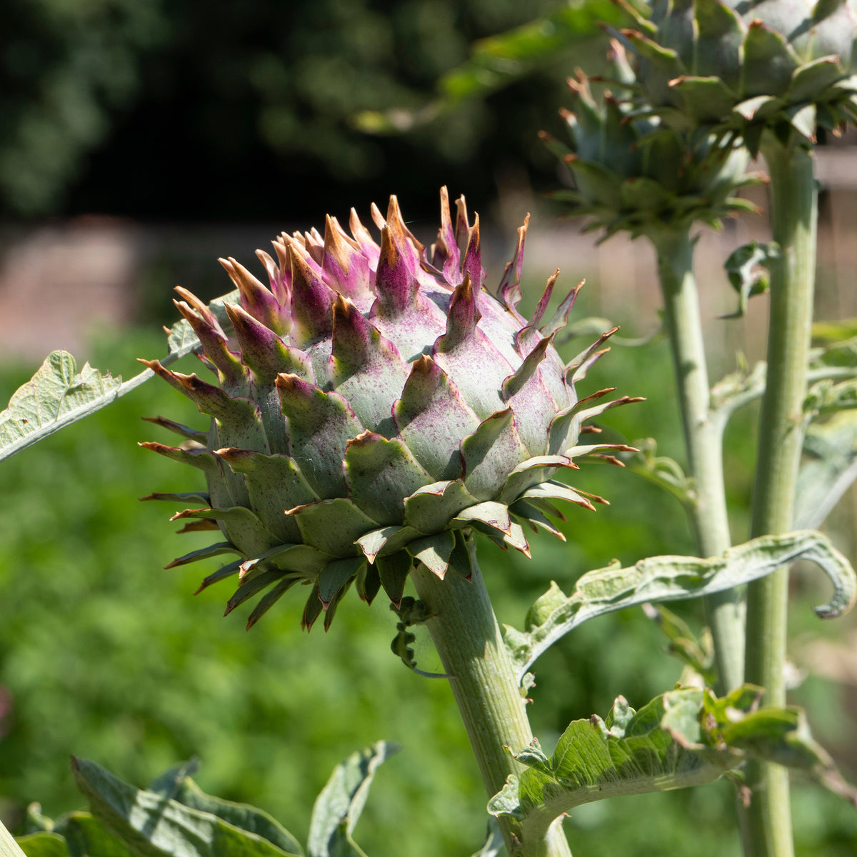 Kardon - Cynara cardunculus - Willemse