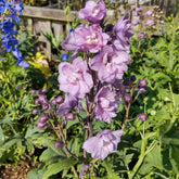 Pacific Rittersporn 'Astolat' - Willemse