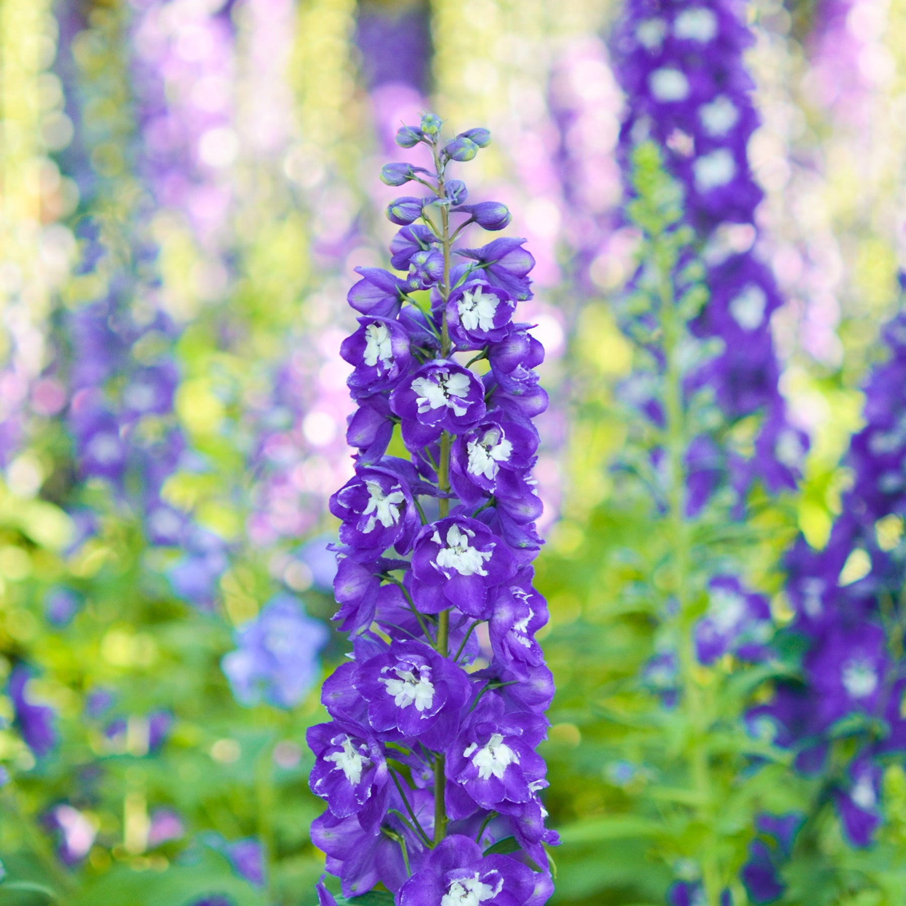 Delphinium Pacific King Arthur - Pacific-Rittersporn 'King Arthur' - Delphinium