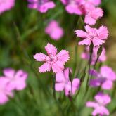 Stein-Nelke 'Rosea' - Dianthus deltoides rosea - Willemse