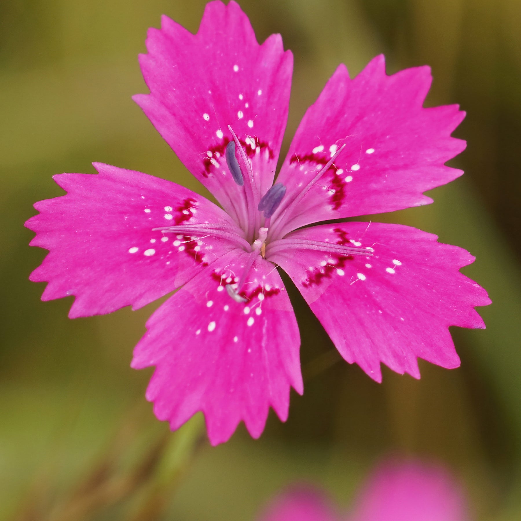 Stein-Nelke 'Rosea' - Willemse