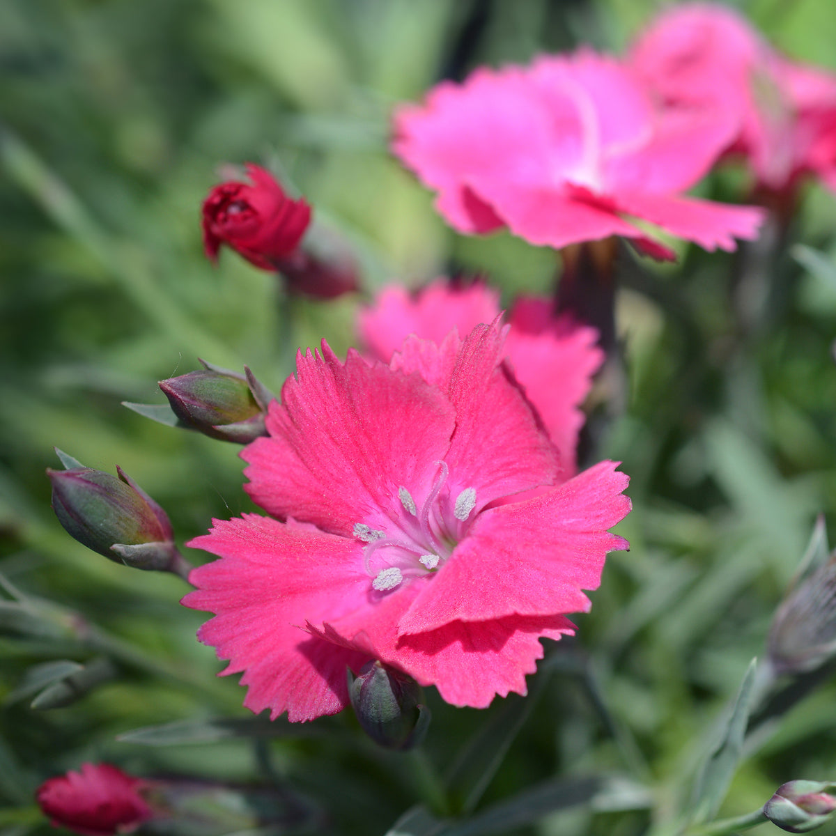 Steinnelke 'Badenia' - Willemse