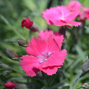 Steinnelke 'Badenia' - Willemse