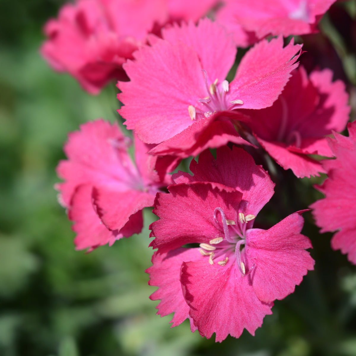 Steinnelke 'Badenia' - Dianthus gratianopolitanus Badenia - Willemse