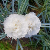 Duftnelke ‘Haytor White’ - Dianthus plumarius haytor white - Willemse