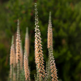 Rostfarbener Fingerhut ‘Gigantea’ - Willemse