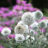 Echinops bannaticus star frost - Kugeldistel Star Frost - Stauden