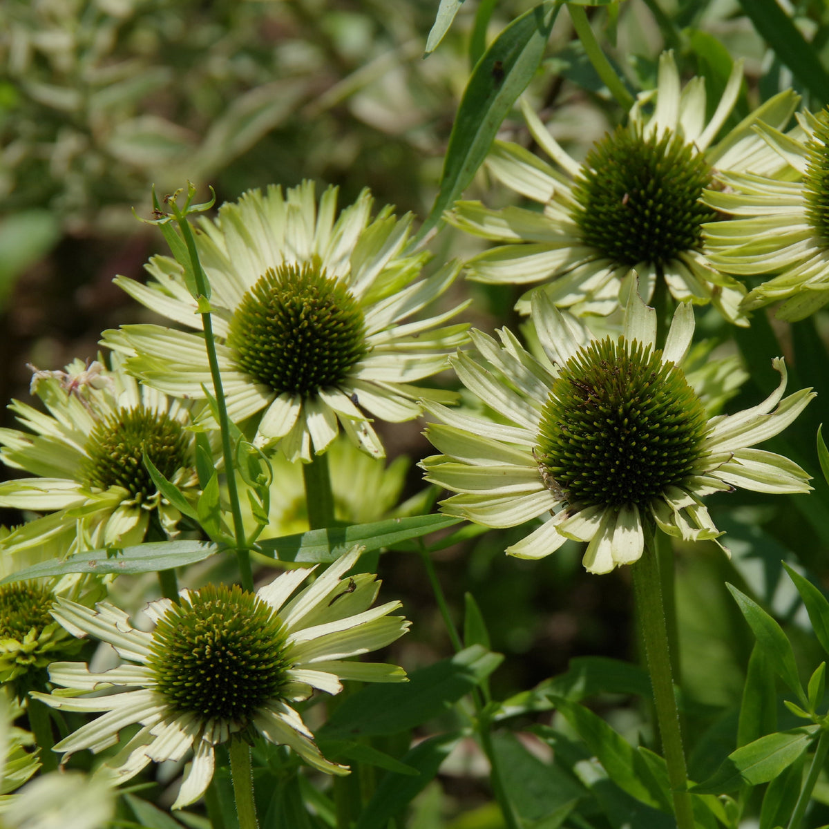 Sonnenhut ‘Green Jewel’ - Echinacea purpurea green jewel - Willemse