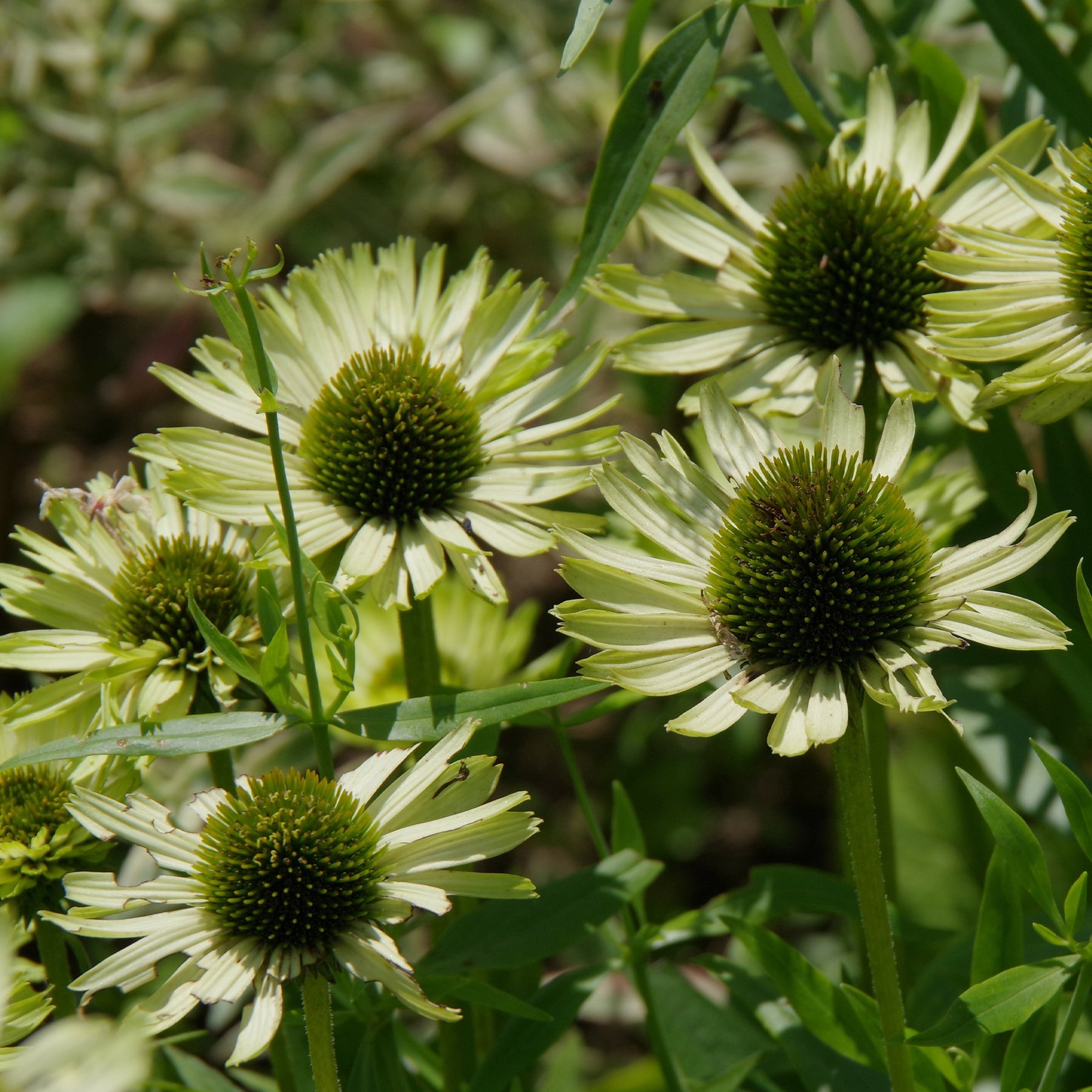 Sonnenhut ‘Green Jewel’ - Echinacea purpurea green jewel - Willemse