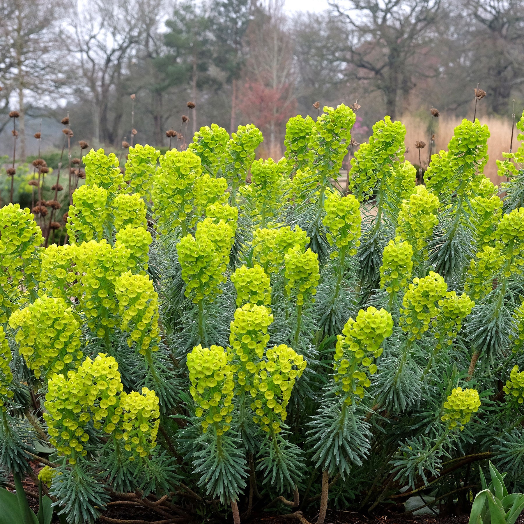 Walzen-Wolfsmilch ‘Blue Wonder’ - Willemse