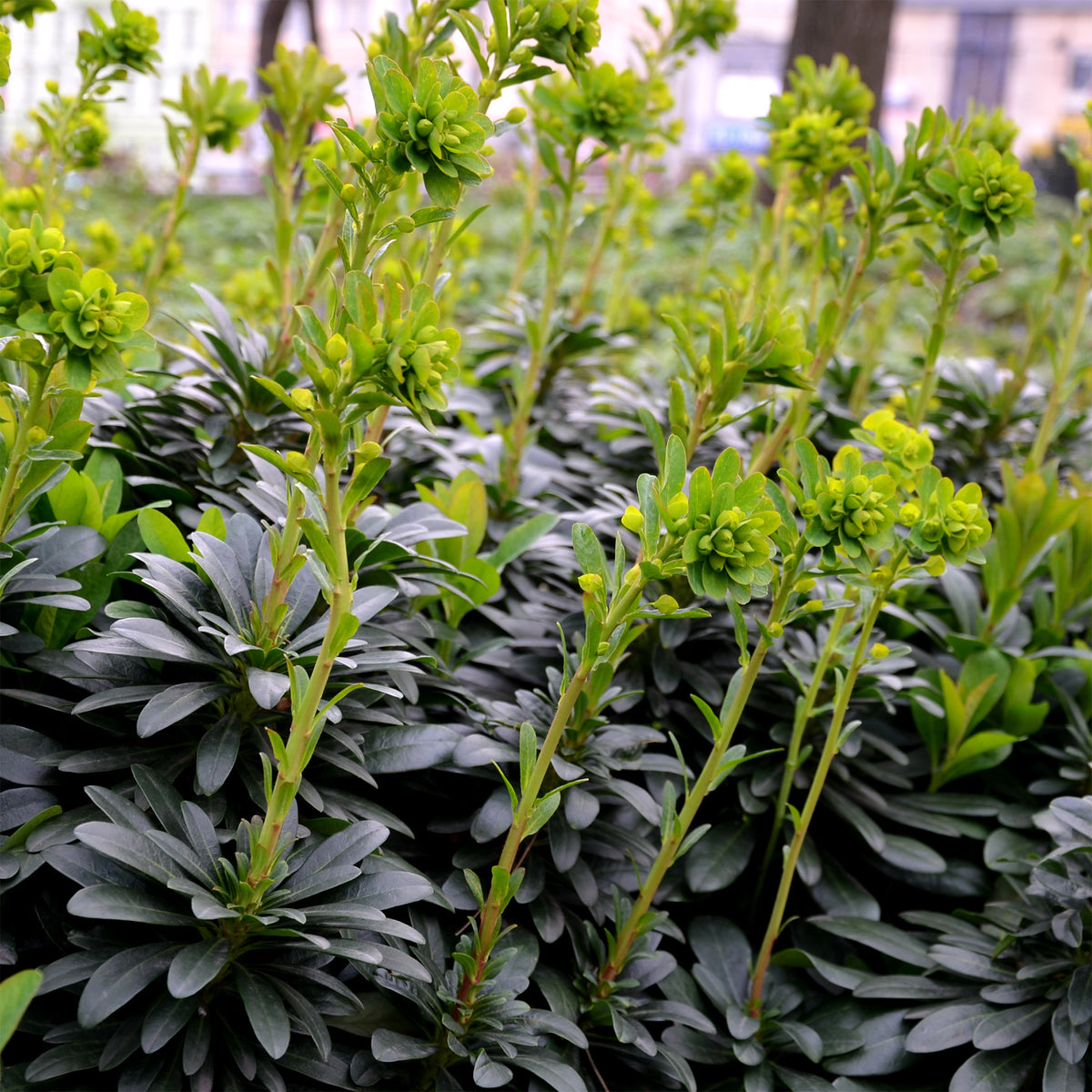 Mandel-Wolfsmilch - Euphorbia amygdaloides Robbiae - Willemse